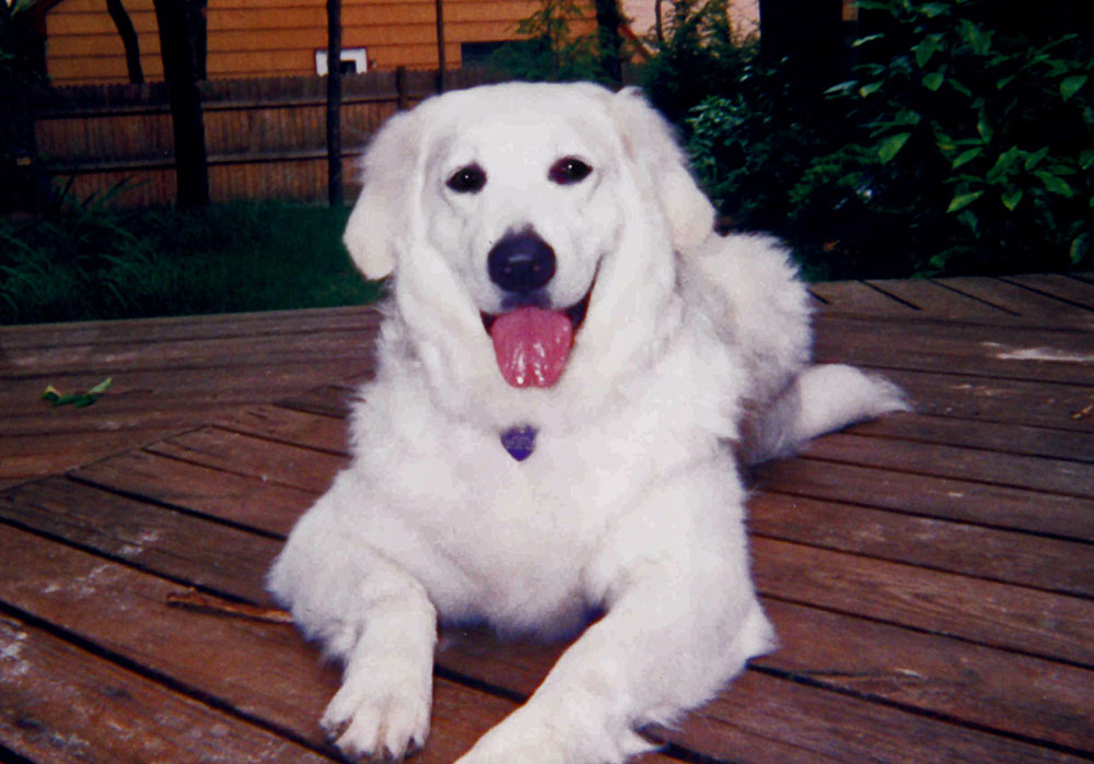 Yellow Lab